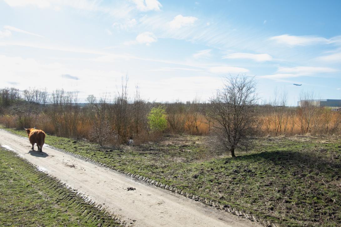 Als compensatie voor de Vietnamweide, die moest wijken voor een tennispark, is het Amsterdamse Bos eind jaren negentig ter hoogte van Schiphol-Oost uitgebreid – Schinkelbos, Aalsmeer.